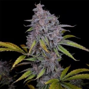 Purple Strawberry Popesicle Auto