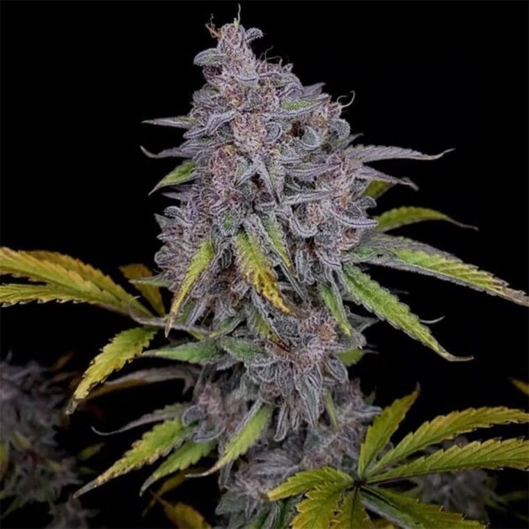 Night Owl Seeds Purple Strawberry Popesicle Auto cannabis plant image 1