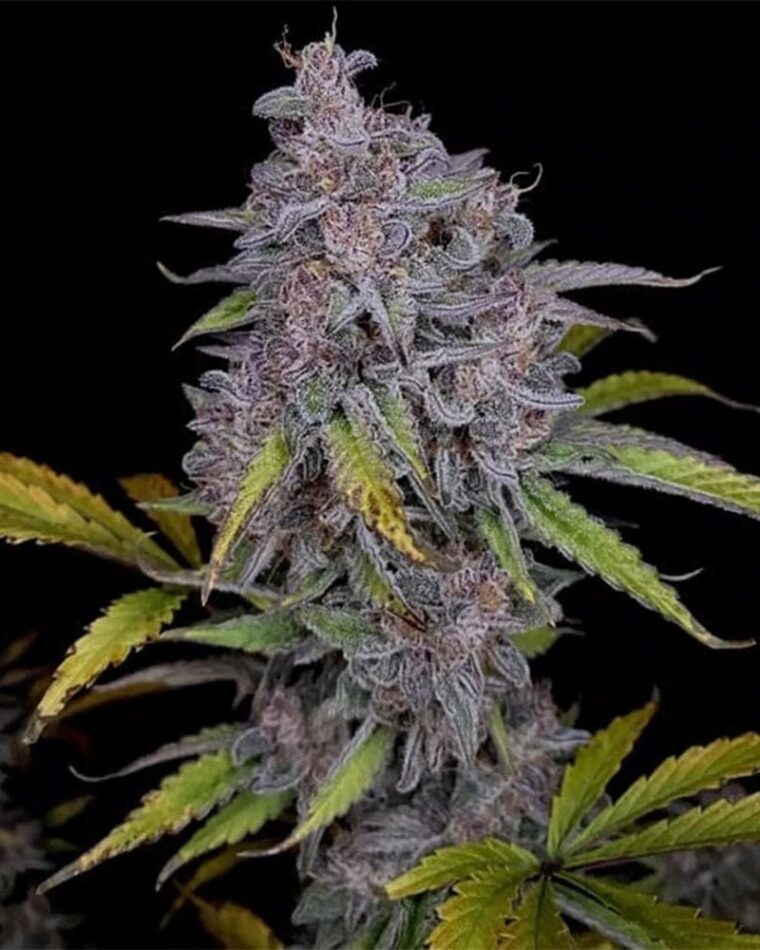 Night Owl Seeds Purple Strawberry Popesicle Auto cannabis plant image 1