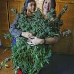 Night Owl Seeds Purple Strawberry Popesicle Auto cannabis plant image 2