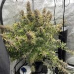 Night Owl Seeds Purple Strawberry Popesicle Auto cannabis plant image 3