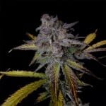 Night Owl Seeds Purple Strawberry Popesicle Auto cannabis plant image 4