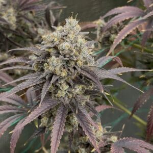Queens Bananner Auto