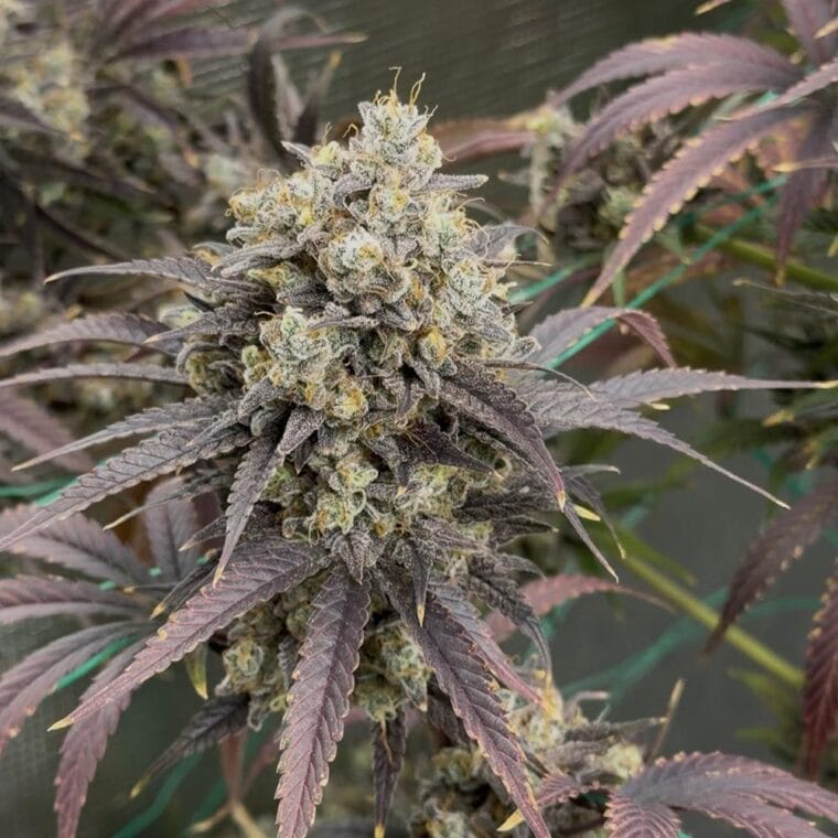 Night Owl Seeds Queens Bananner Auto cannabis plant image 1