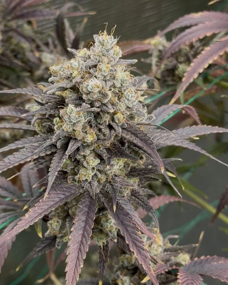 Night Owl Seeds Queens Bananner Auto cannabis plant image 1