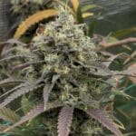 Night Owl Seeds Queens Bananner Auto cannabis plant image 2