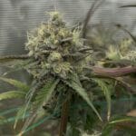 Night Owl Seeds Queens Bananner Auto cannabis plant image 3
