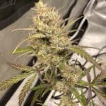 Night Owl Seeds Space Station Gold cannabis plant image 1