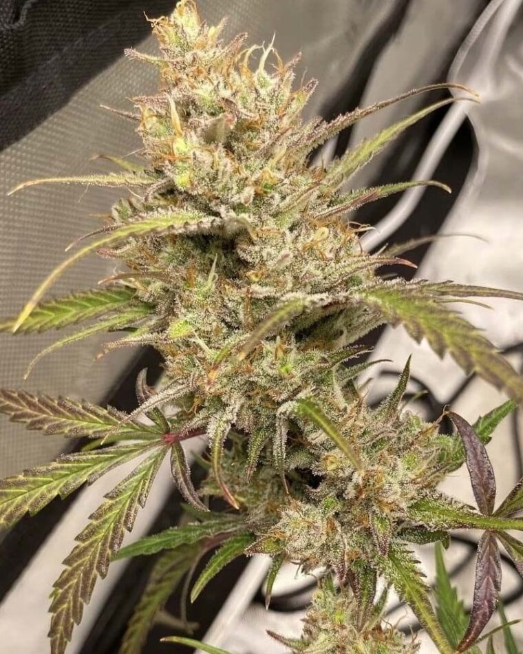 Night Owl Seeds Space Station Gold cannabis plant image 1