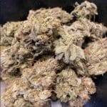 Night Owl Seeds Space Station Gold Auto cannabis plant image 2