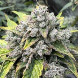 Wizard’s Apprentice F4 Auto