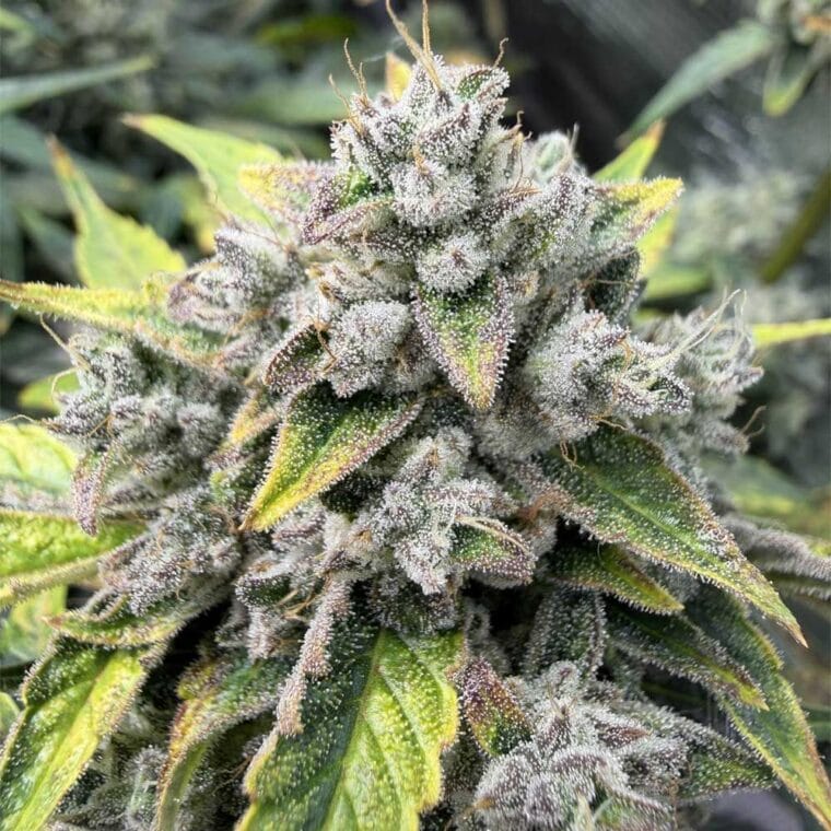 Night Owl Seeds Wizard’s Apprentice F4 Auto cannabis plant image 1