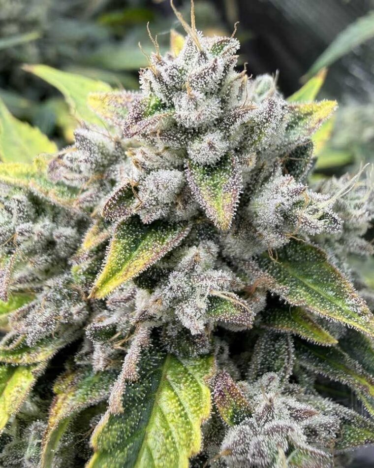 Night Owl Seeds Wizard’s Apprentice F4 Auto cannabis plant image 1