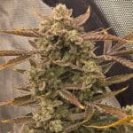 Night Owl Seeds Wizard’s Apprentice F4 Auto cannabis plant image 2