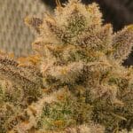 Night Owl Seeds Wizard’s Apprentice F4 Auto cannabis plant image 3