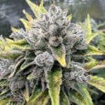 Night Owl Seeds Wizard’s Apprentice F4 Auto cannabis plant image 4