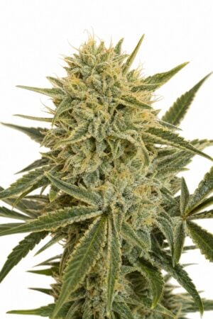 Northern Lights #5