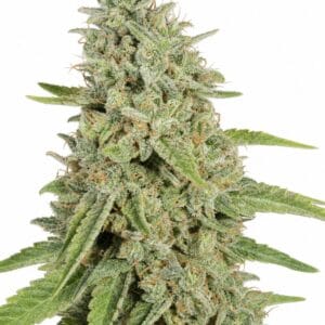 Northern Lights by Seed City Bulk Cannabis Seeds plant image
