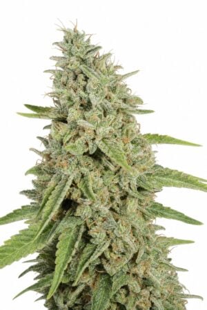 Northern Lights