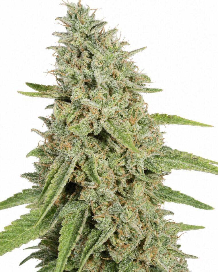 Northern Lights by Seed City Bulk Cannabis Seeds plant image