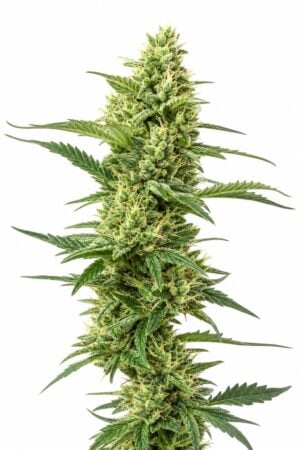 Northern Lights x Chronic