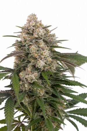 OG Kush Auto