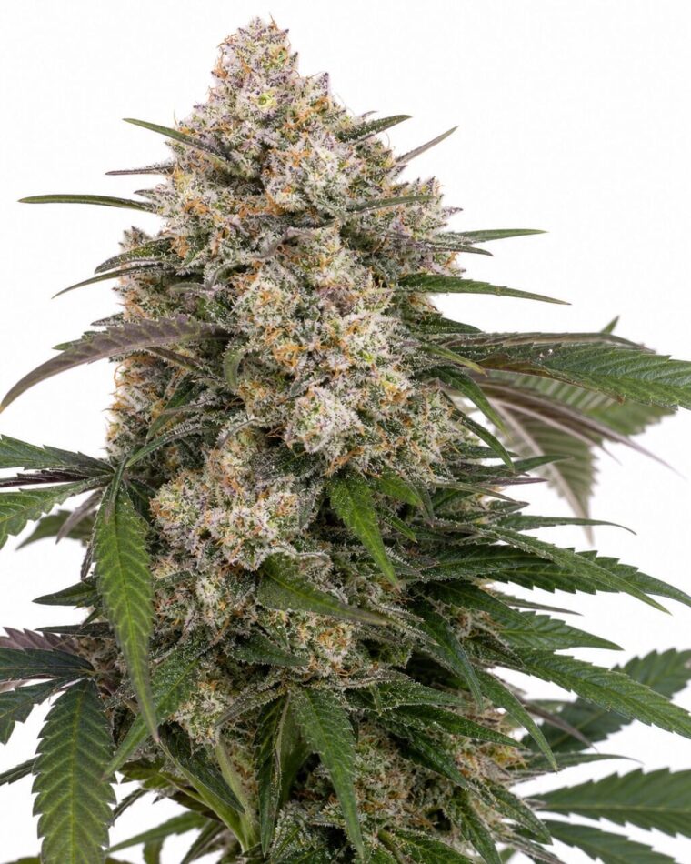 OG Kush Auto by Seed City Bulk Cannabis Seeds plant image