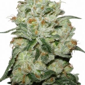 OG Kush by Seed City Bulk Cannabis Seeds plant image