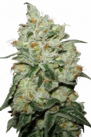 OG Kush
