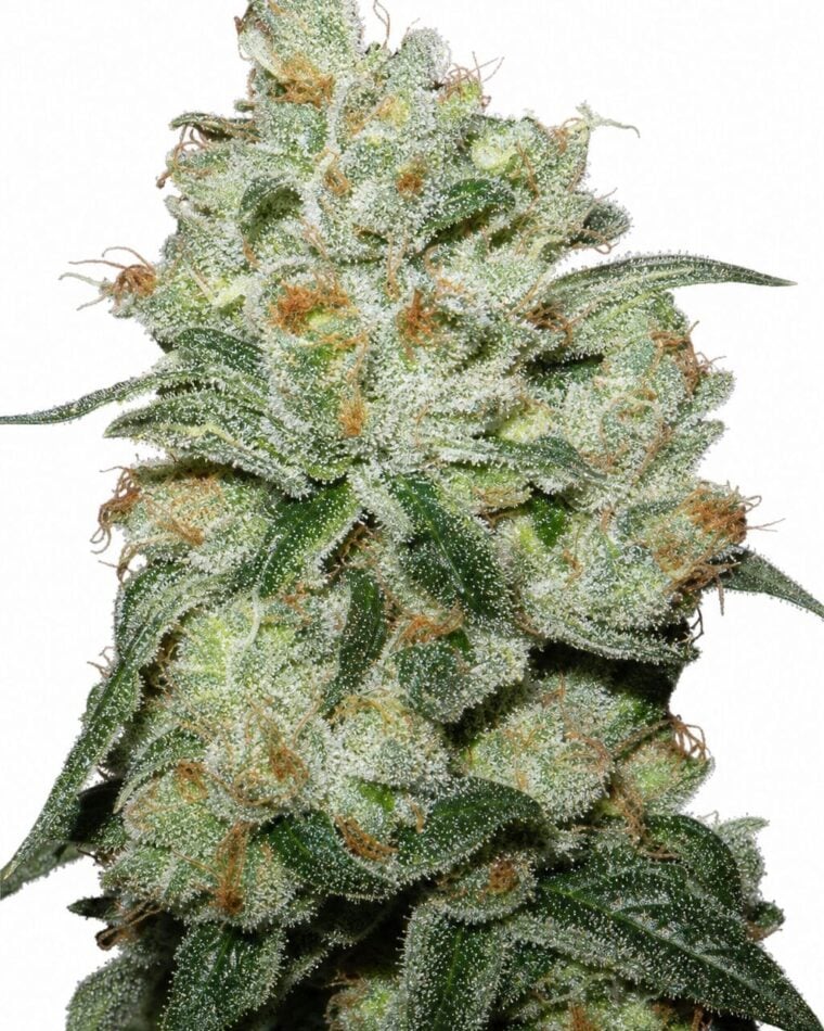 OG Kush by Seed City Bulk Cannabis Seeds plant image