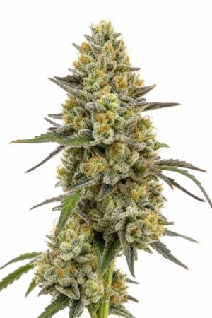 OG Kush x Diesel
