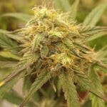 Original Sensible Seeds Purple Haze cannabis plant image 2