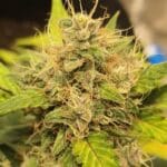 Original Sensible Seeds Purple Haze cannabis plant image 3