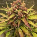 Original Sensible Seeds Purple Haze cannabis plant image 4