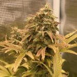 Original Sensible Seeds Purple Haze cannabis plant image 5