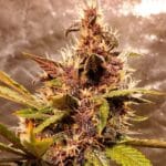 Original Sensible Seeds Purple Haze cannabis plant image 6