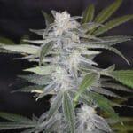 Original Sensible Seeds Skunk cannabis plant image 2