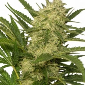 Original Skunk #1 Regular Seeds by Seed City Bulk Cannabis Seeds plant image