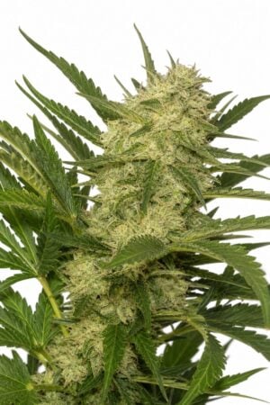 Original Skunk #1 Regular Seeds