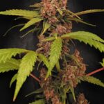Paradise Seeds Auto Banana Purple cannabis plant image 1