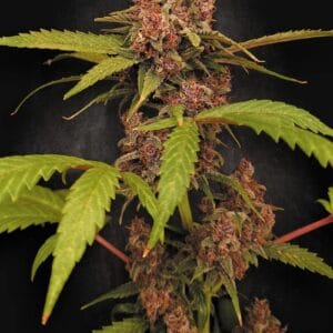 Paradise Seeds Auto Banana Purple cannabis plant image 1