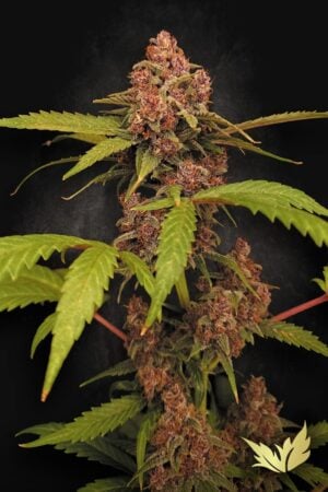 Auto Banana Purple
