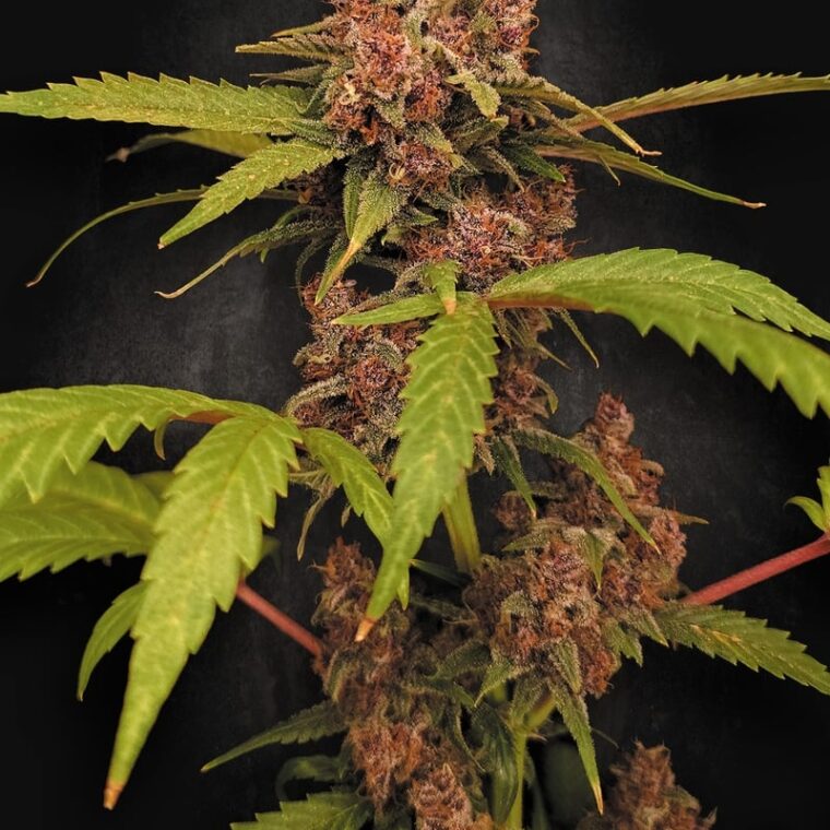 Paradise Seeds Auto Banana Purple cannabis plant image 1