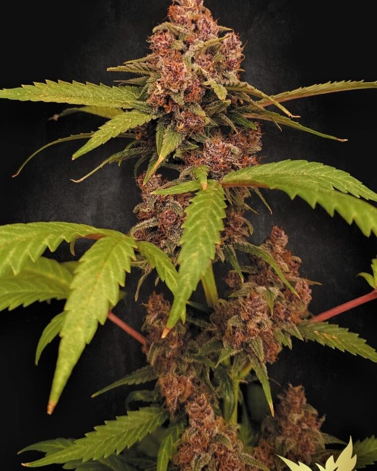 Paradise Seeds Auto Banana Purple cannabis plant image 1