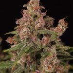 Paradise Seeds Auto Banana Purple cannabis plant image 2