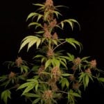 Paradise Seeds Auto Banana Purple cannabis plant image 3