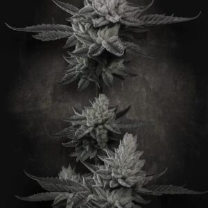 Paradise Seeds Chem Cake cannabis plant image 1