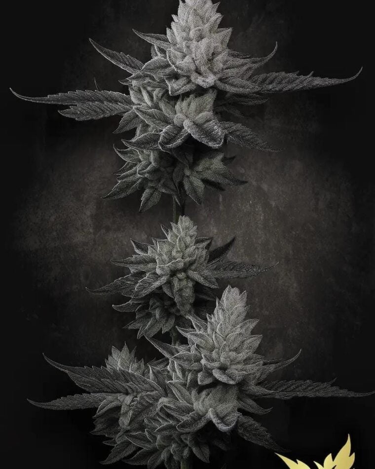 Paradise Seeds Chem Cake cannabis plant image 1