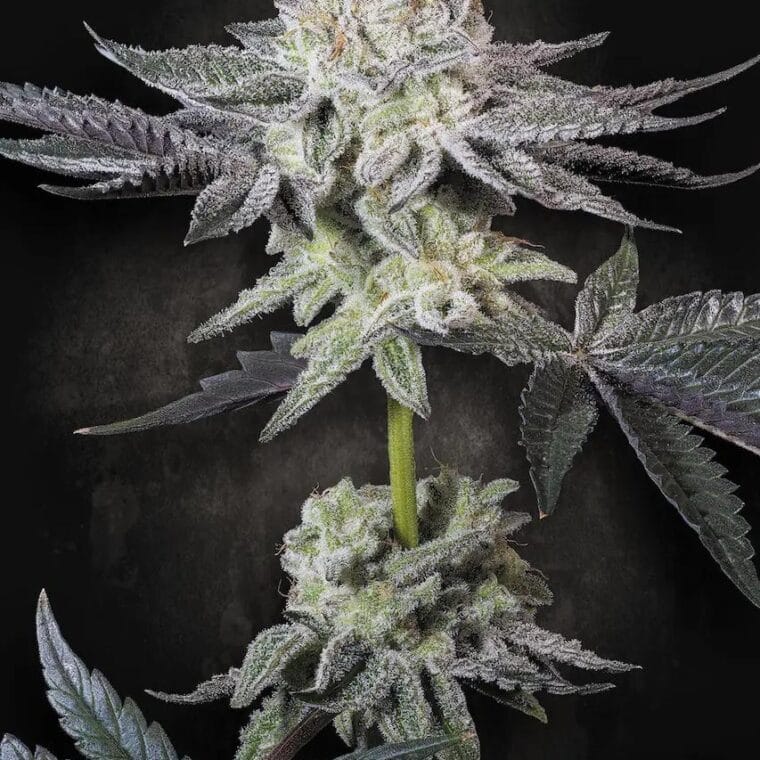 Paradise Seeds Emerald Envy cannabis plant image 1
