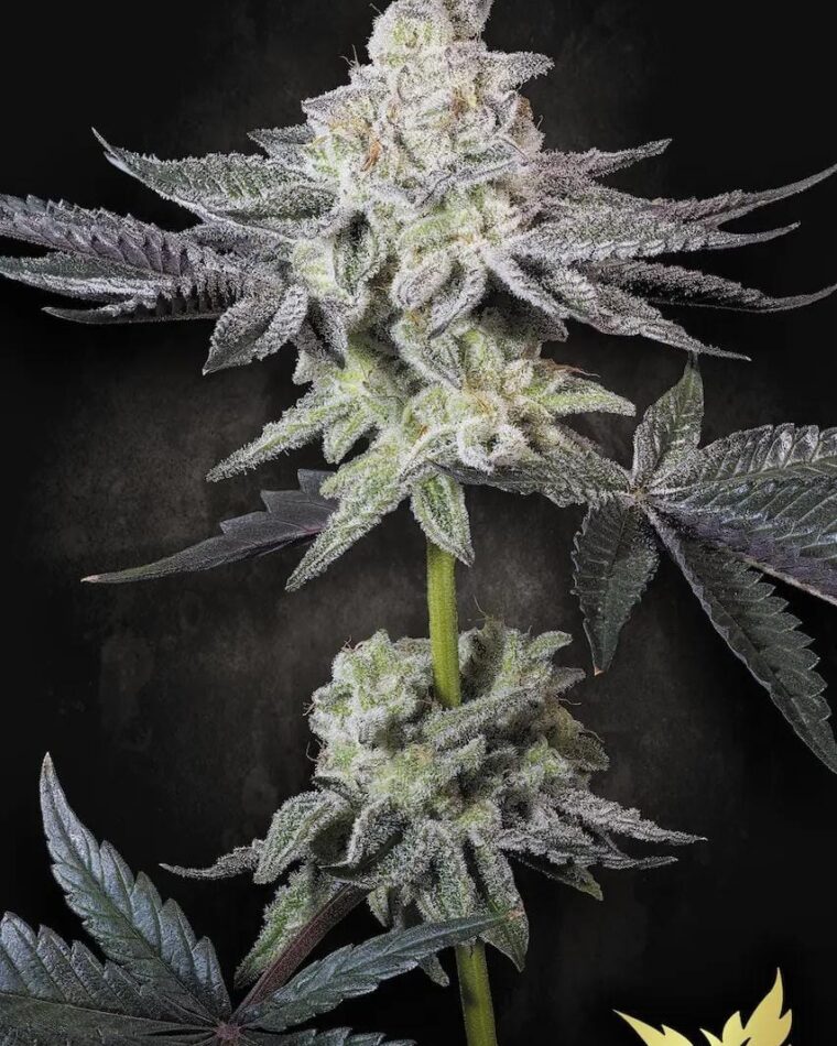 Paradise Seeds Emerald Envy cannabis plant image 1